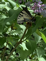 Papilio canadensis