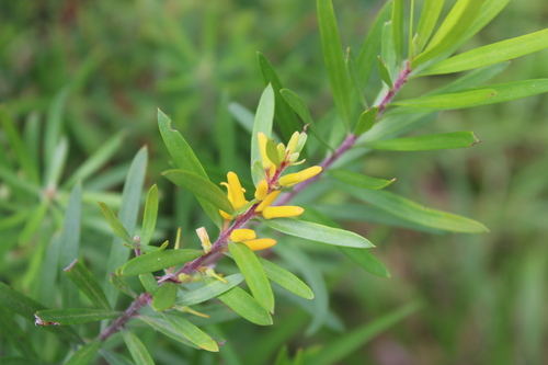 Persoonia linearis observed 2026-10-26