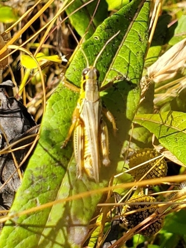 Red-legged Grasshopper