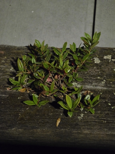 Metrosideros excelsa observed 2026-10-26