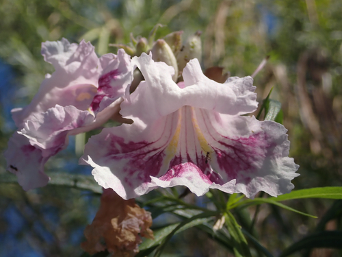 desert willow