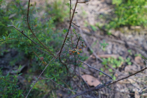 Pultenaea gunnii observed 2026-10-21
