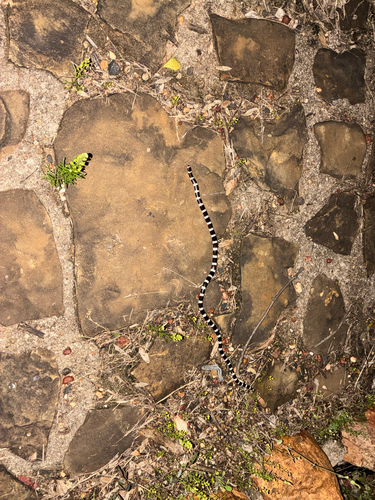 Vermicella annulata, 2026-10-25