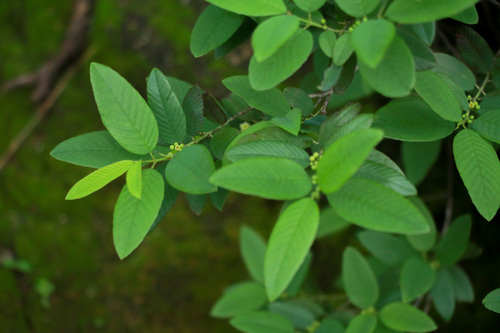 Tullidora