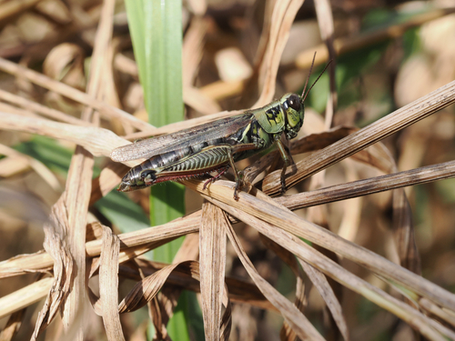 Red-legged Grasshopper