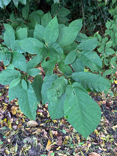 Ficus erecta observed 2026-10-24