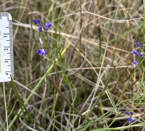 Comesperma volubile observed 2026-10-26