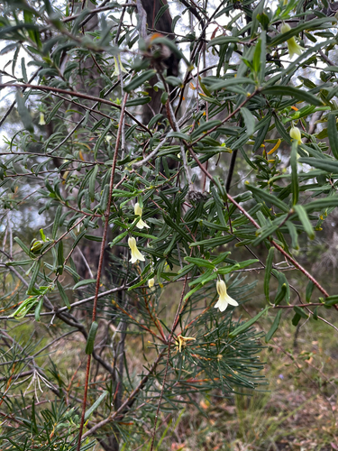 Billardiera scandens observed 2026-10-26
