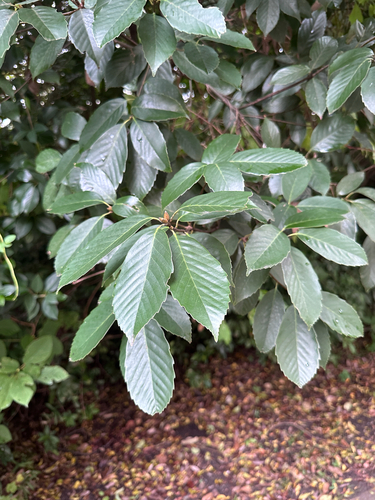 Quercus glauca observed 2026-10-24