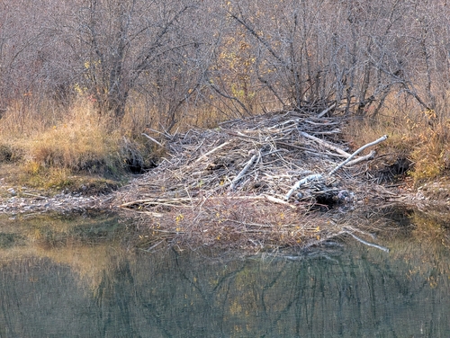 American Beaver