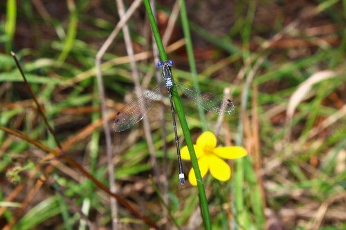 Southern Spreadwing
