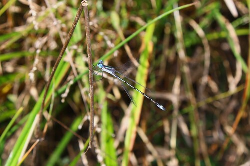 Southern Spreadwing