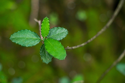 Bernardia myricifolia, 2026-10-25