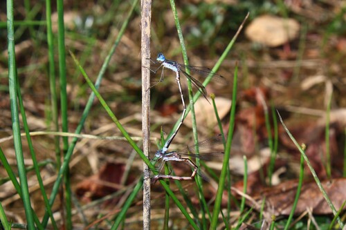 Southern Spreadwing