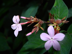 Sipanea wilson-brownei