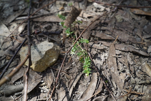 Rhytidosporum procumbens, 2026-10-21