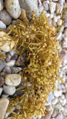 Sargassum natans observed 2026-05-27