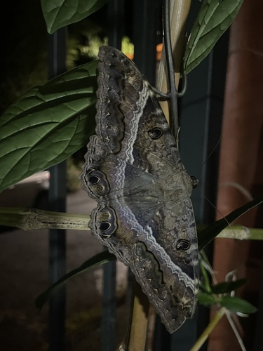 Polilla Bruja
