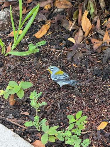 Northern Parula