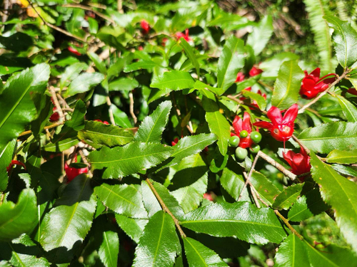 Ochna observed 2026-10-25