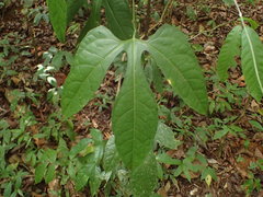 Gurania huebneri