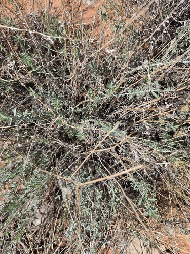 Silver Wormwood