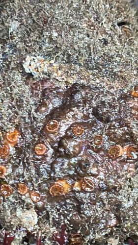 Astrangia haimei observed 2026-10-25