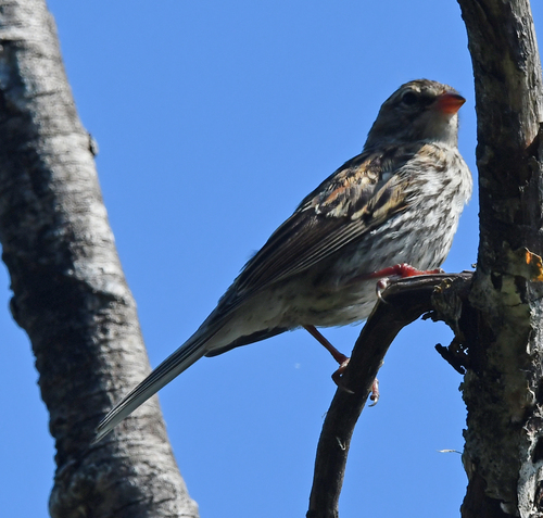 Chipping Sparrow
