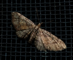 Eupithecia palpata