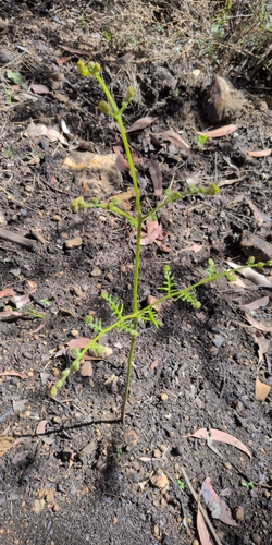 Pteridium esculentum observed 2026-10-26