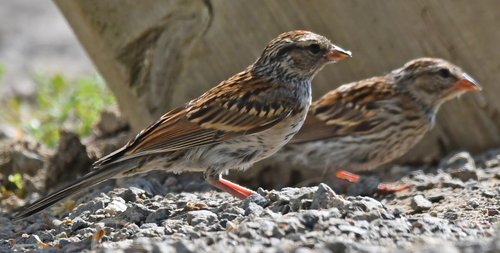 Chipping Sparrow