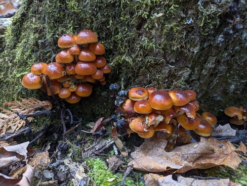 Flammulina velutipes observed 2026-10-25