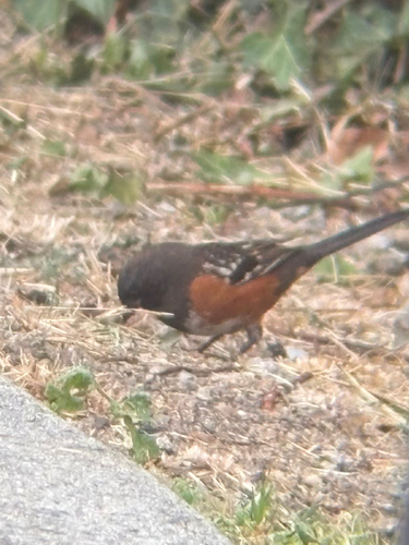Spotted Towhee