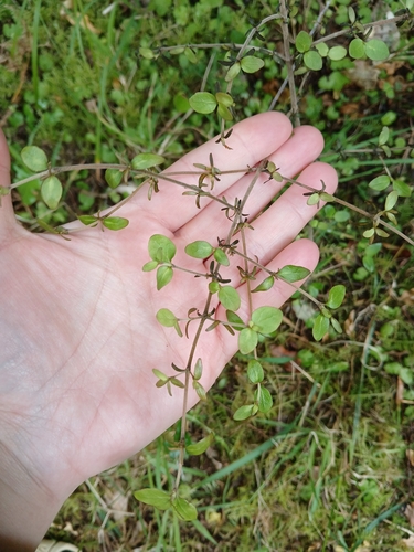 Coprosma rhamnoides observed 2026-10-26