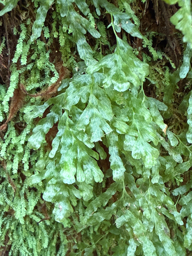 Polyphlebium venosum observed 2026-10-23