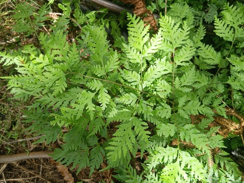 Pteris macilenta observed 2026-10-24