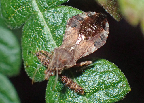 Spiny Assassin Bug