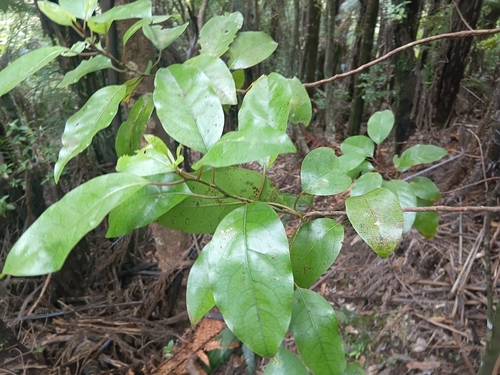 Litsea observed 2026-10-24