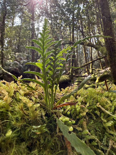 Notogrammitis heterophylla observed 2026-10-23