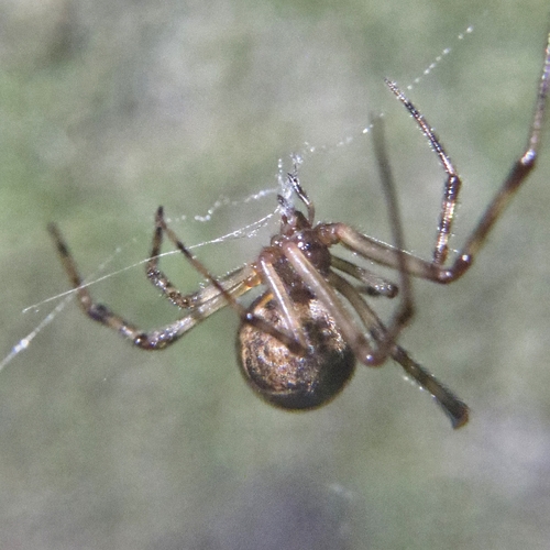 Theridion observed 2026-10-25