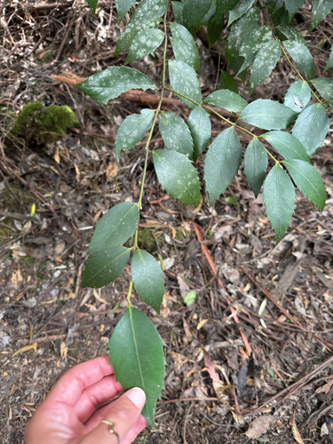 Atherosperma moschatum observed 2026-10-23