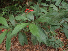Ruellia fulgens