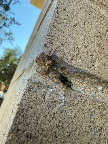 Southern House Spider
