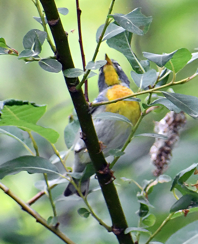 Northern Parula