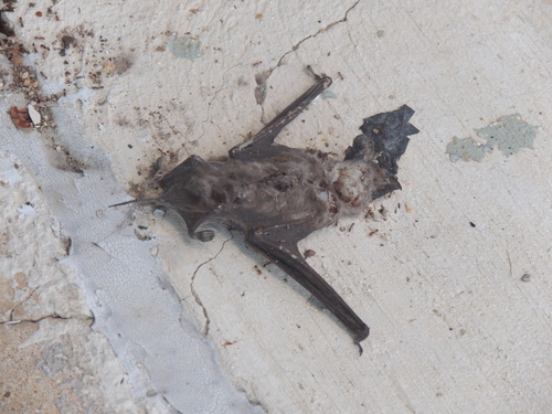 Molossinae
