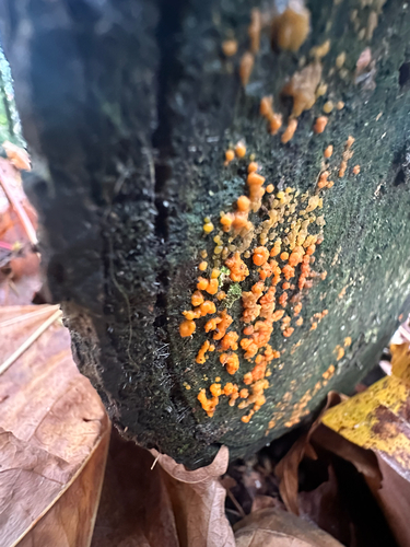 Dacrymyces stillatus, 2026-10-25