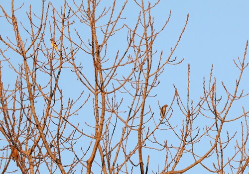 Cedar Waxwing