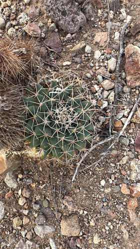 little nipple cactus
