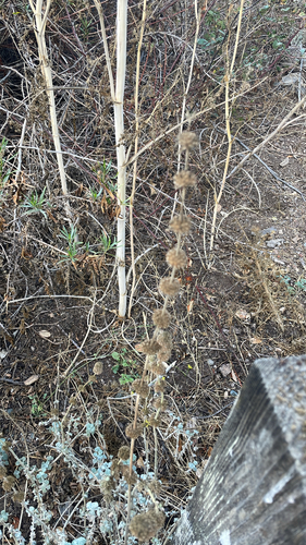 White Horehound