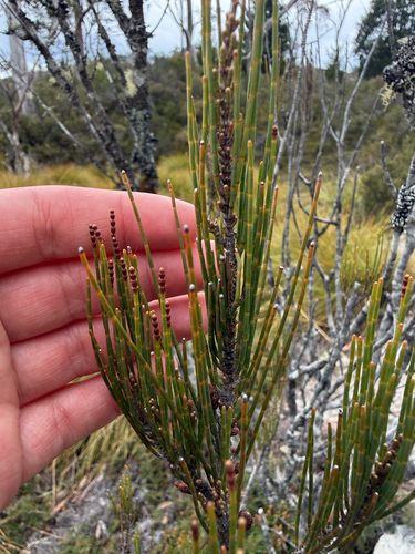 Allocasuarina monilifera observed 2026-10-24